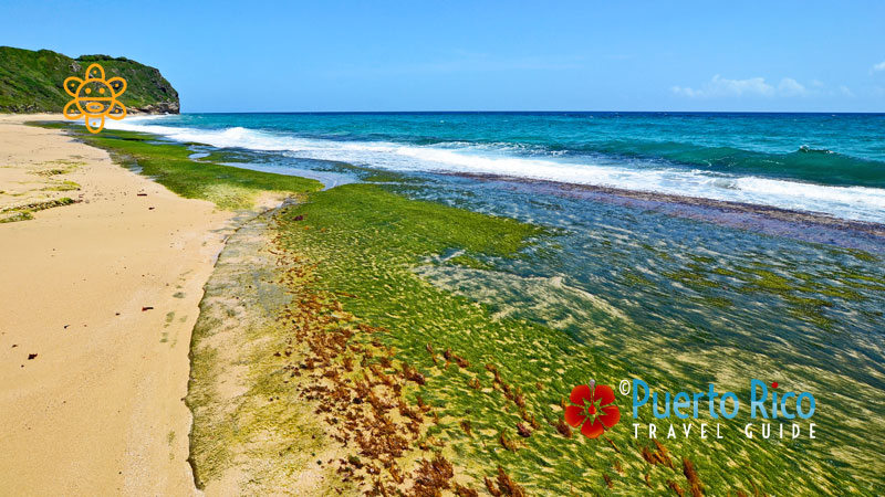 Natural sea garden - Beach in Isabela, Puerto Rico / Caribbean
