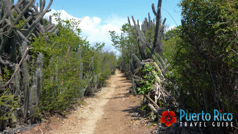 Hiking in Caja de Muertos Island - Puerto Rico
