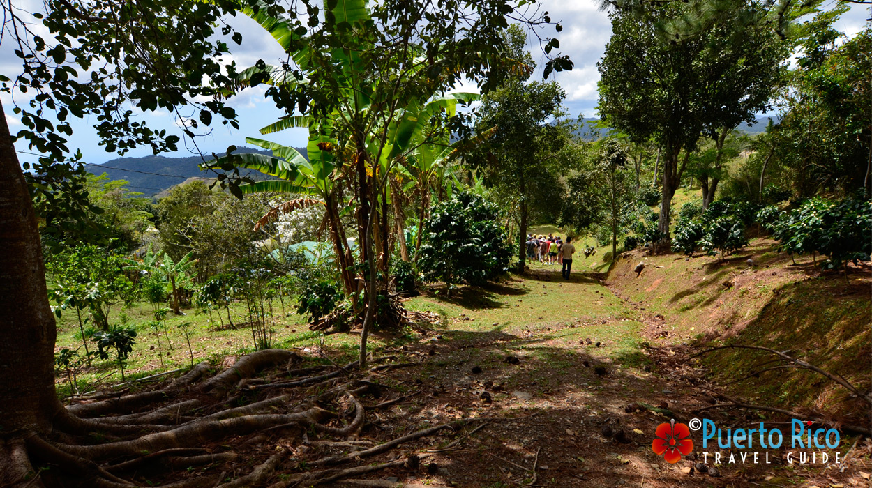 Hacienda Pomarosa - Ponce -  Coffee Plantations to Visit in Puerto Rico - Tours