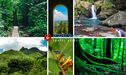 El Yunque National Rainforest Visiting Guide & Tours <BR><h3>Guide to Official El Yunque & Nearby Places of Interest at the Foothills of the Forest</h3>
