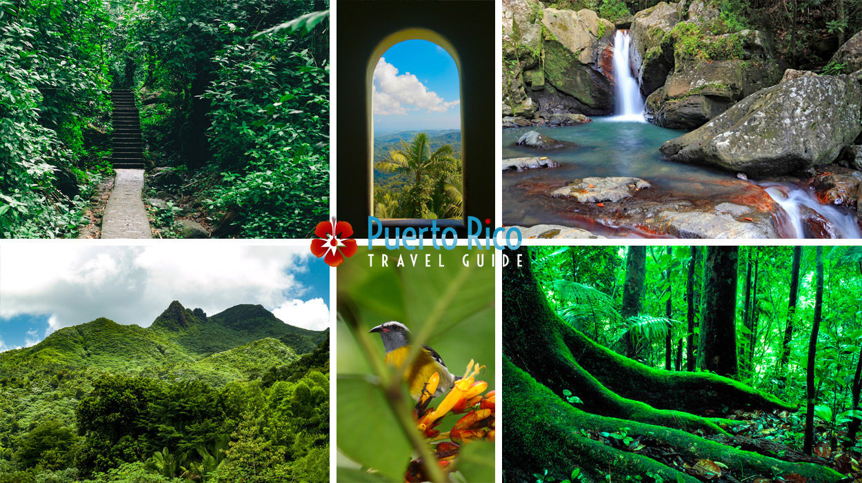 El Yunque National Rainforest - Puerto Rico Guide & Tours