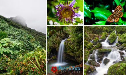 Comprehensive Guide for Tours to El Yunque National Rainforest & Fun Places within the Forest