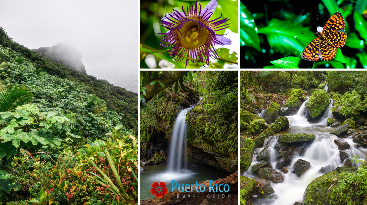 El Yunque National Rainforest - Rio Grande / Luquillo, Puerto Rico