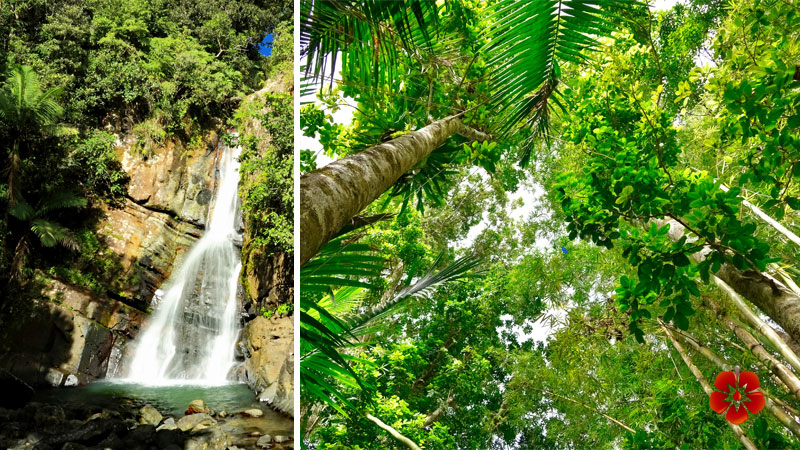 El Yunque National Rainforest - Puerto Rico