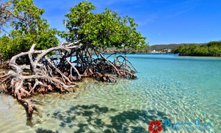Gilligan’s Island, Guanica, Puerto Rico – 2024 Guide <h3>Visiting Guide, Things to Do, Tours, Videos, Photo Gallery, Map</h3>