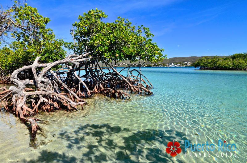 Clear water at Gilligan's Island, Guanica, Puerto Rico