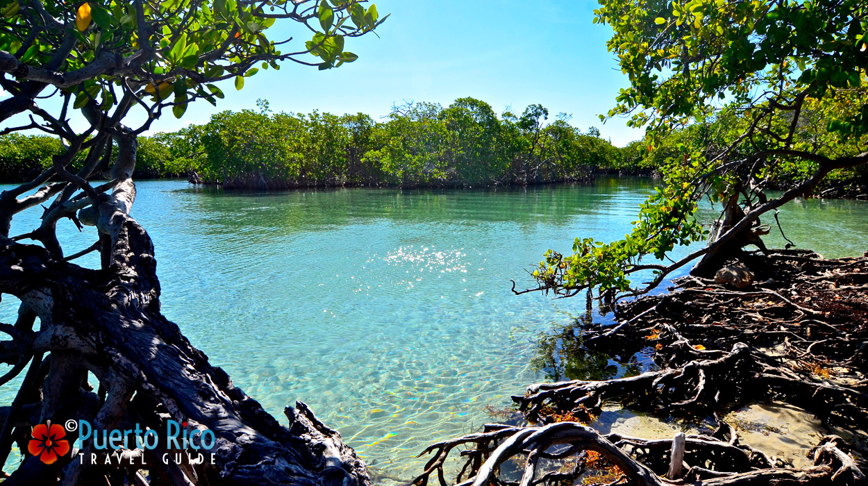 Gilligan's Island / Cayo Aurora - Best places to visit in Guanica, Puerto Rico 