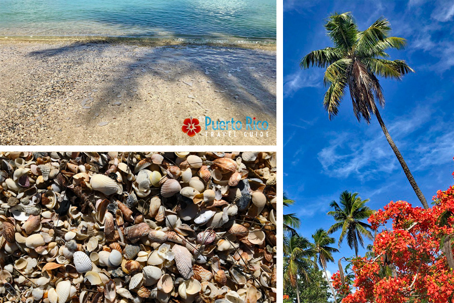 Sea Shells at Boqueron Beach.  Places to Go Beach Combing in Puerto Rico 