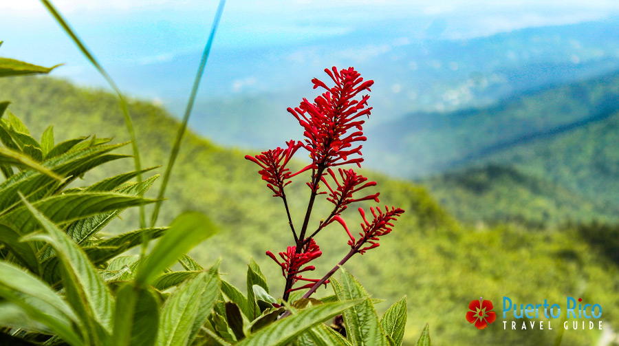 Puerto Rico Flora - El Yunque National Rainforest