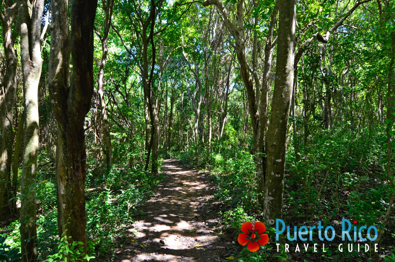 Hiking Trail to Colora Beach in Fajardo, Puerto Rico