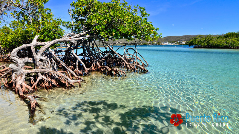 Gilligan's Island - Puerto Rico West Coast - Best Places to Visit