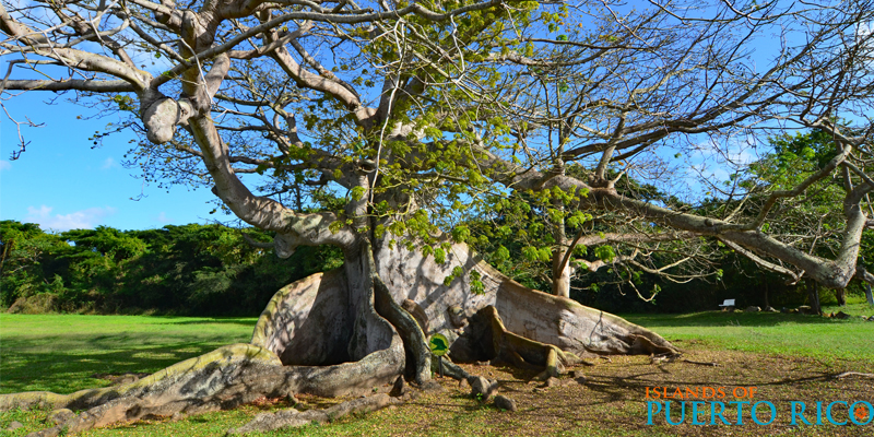 Vieques Puerto Rico - Ceiba Tree