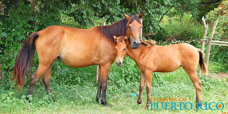 Horses in Vieques - One of the islands of Puerto Rico
